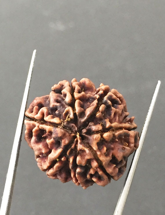 7 Mukhi Certified Nepali Rudraksha Size- 24 mm